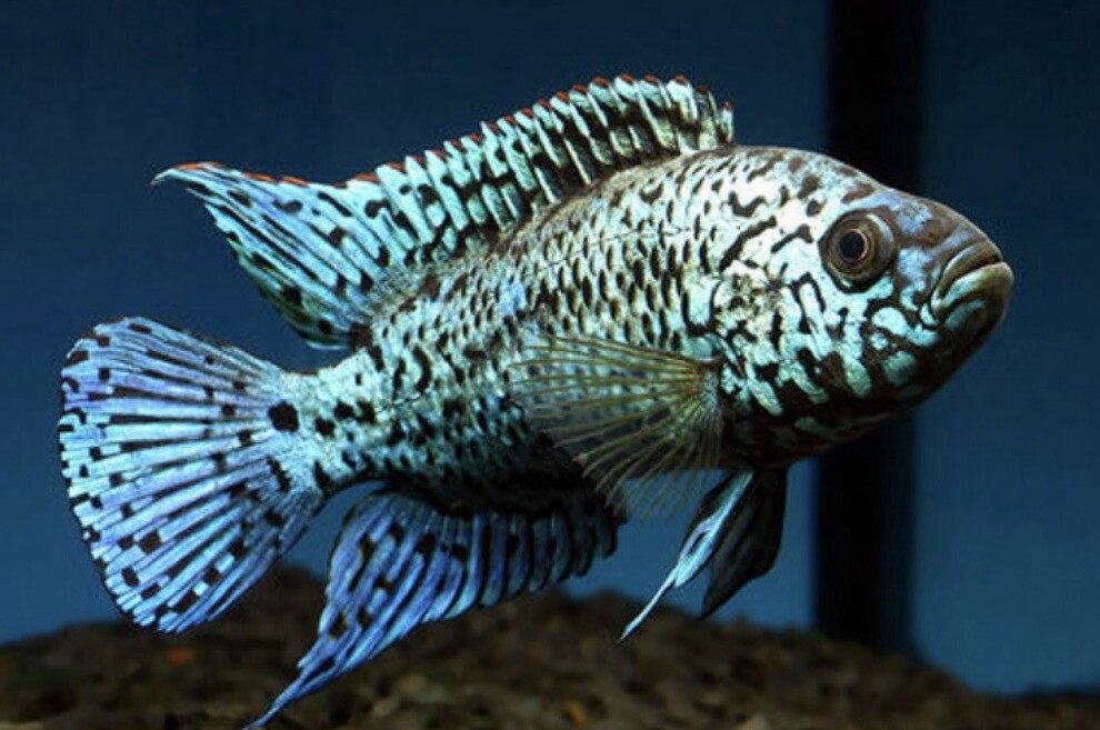 BLUE DEMPSEY AZUl ELÉCTRICO 4cm