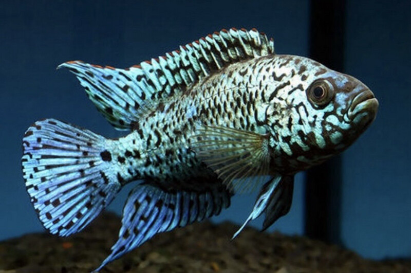BLUE DEMPSEY AZUl ELÉCTRICO 4cm