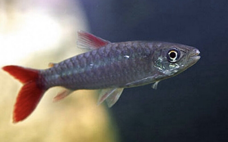 Chalceus macrolepidotus. Tetra gigante cola rosa