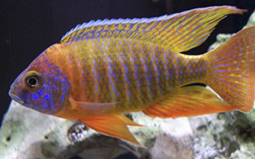 AULONOCARA RUBESCENS 10-11cm