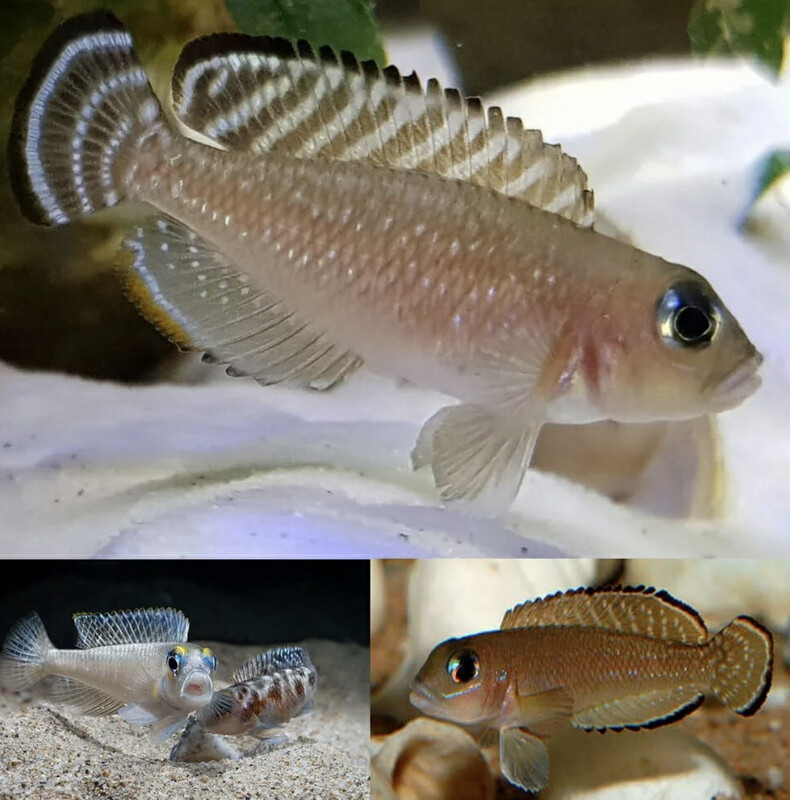 Lamprologus ornatipinnis