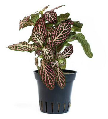 Fittonia Red