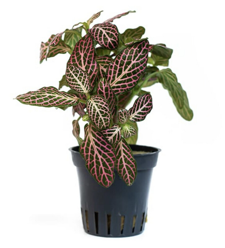 Fittonia Red