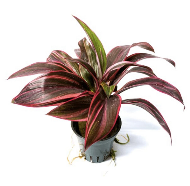 Cordyline Red Edge