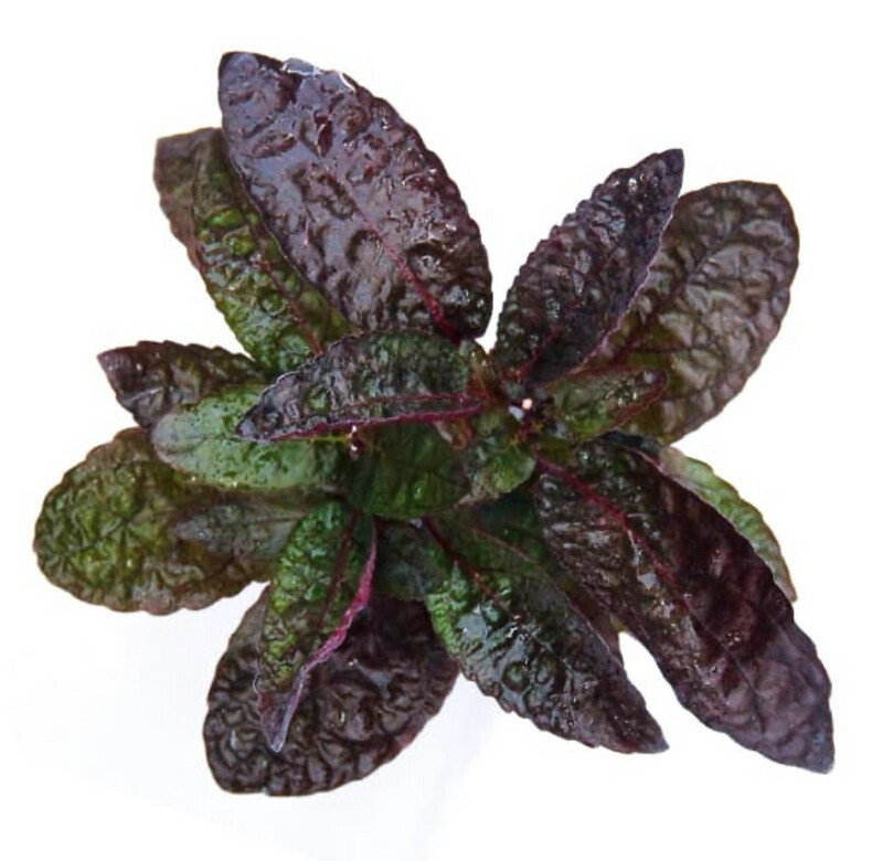 Hemygraphis Colorata