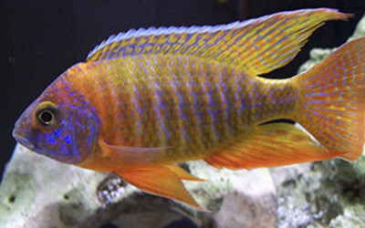 AULONOCARA RUBESCENS 5cm