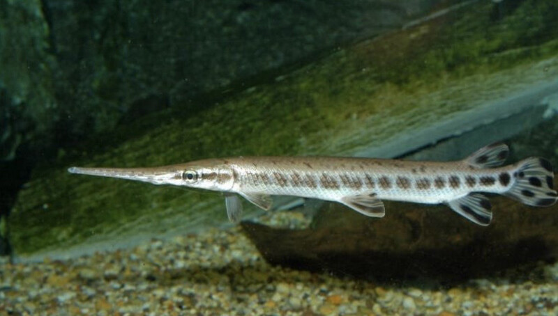 Lepisosteus oculatus - Pez cocodrilo punteado