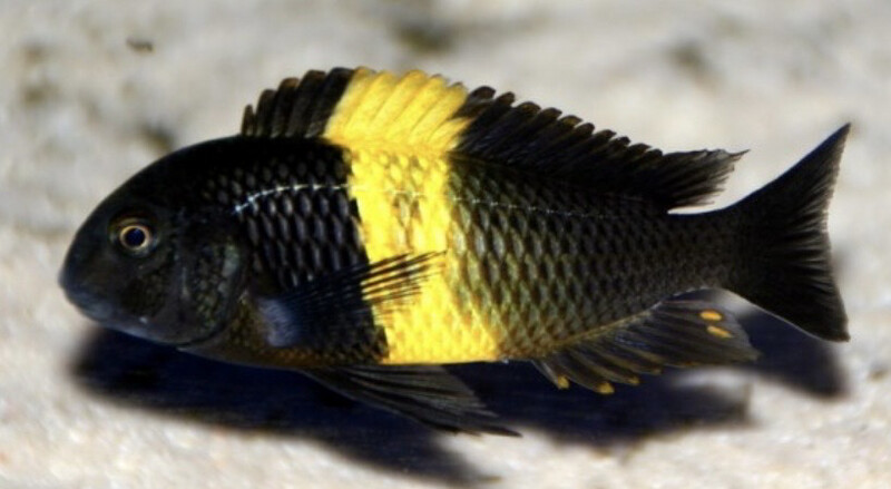 Tropheus moorii Kiriza black 4-6 