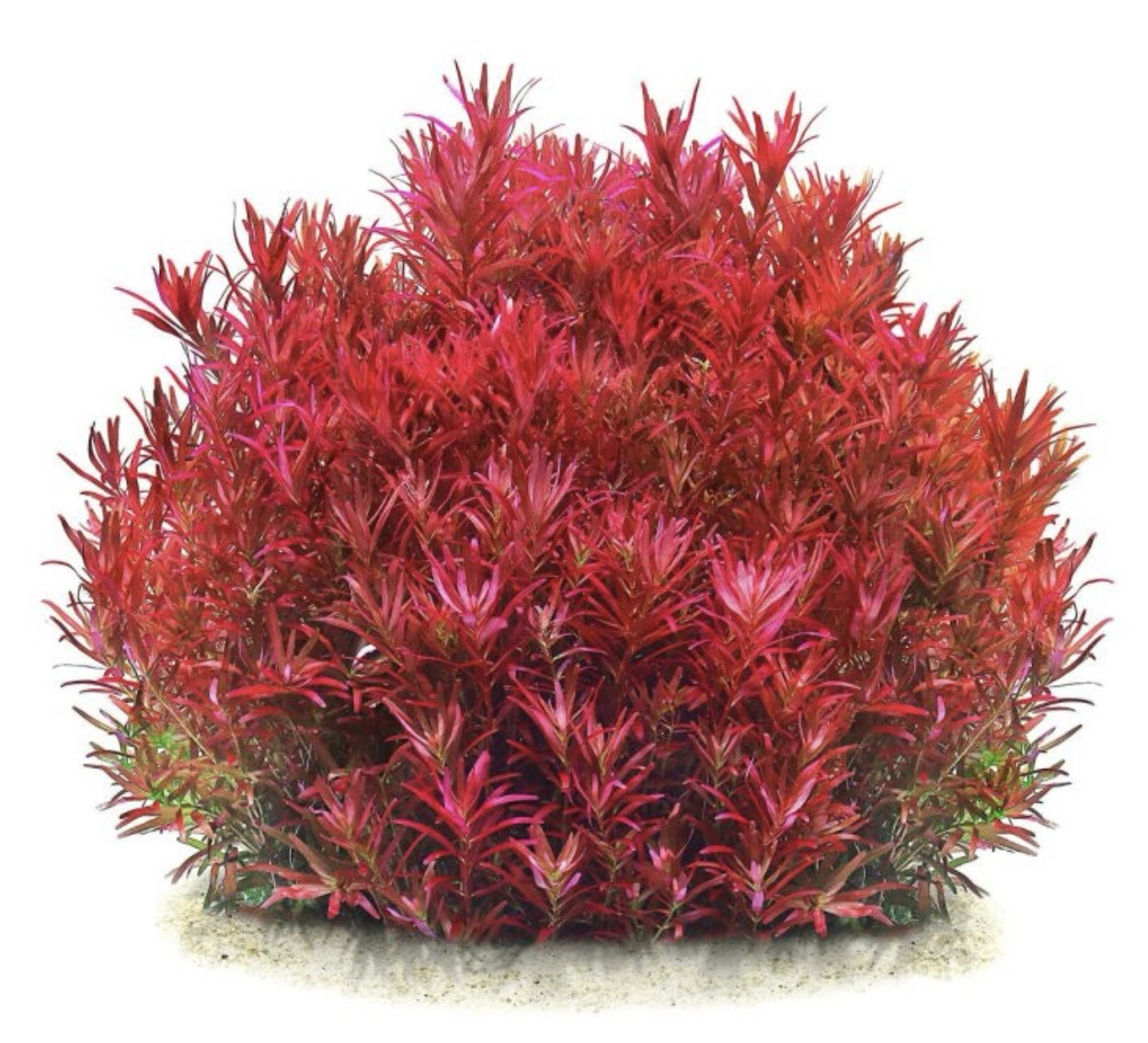 Rotala rotundifolia "Blood red" maceta