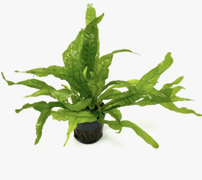 Microsorum Pteropus Hammer
