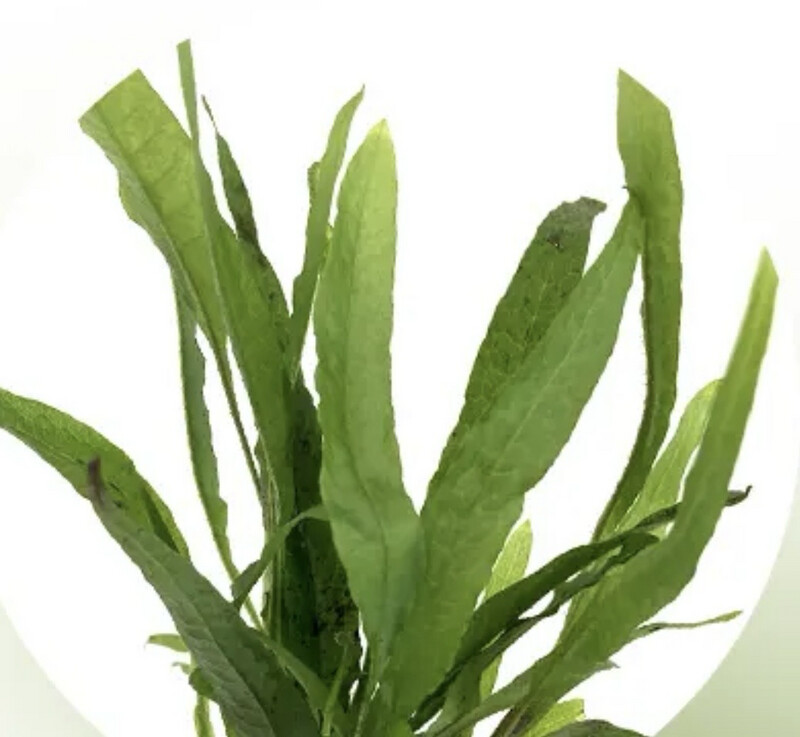 Microsorum Pteropus Esmeralda