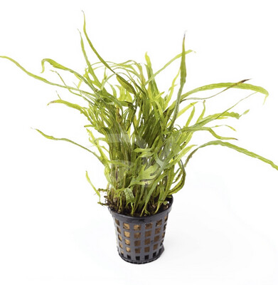 Microsorum SP Trident
