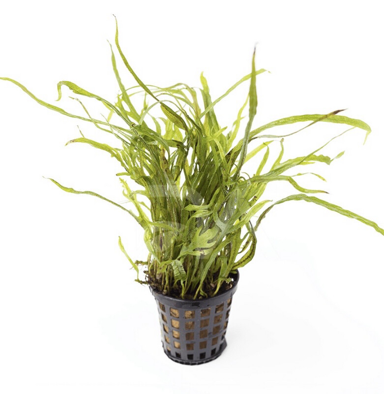 Microsorum SP Trident