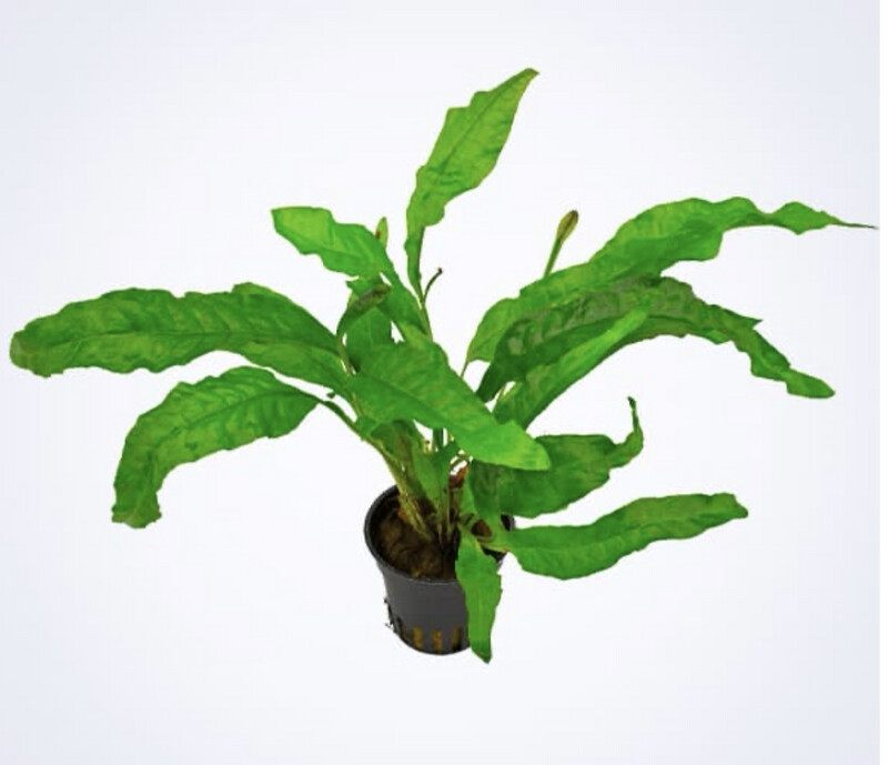 Microsorum Pteropus Latifolia