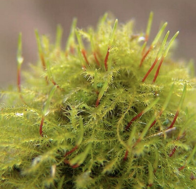 Amblystegium Serpens in vitro