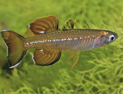 Pseudomugil Tenellus