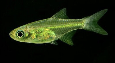 Rasboras