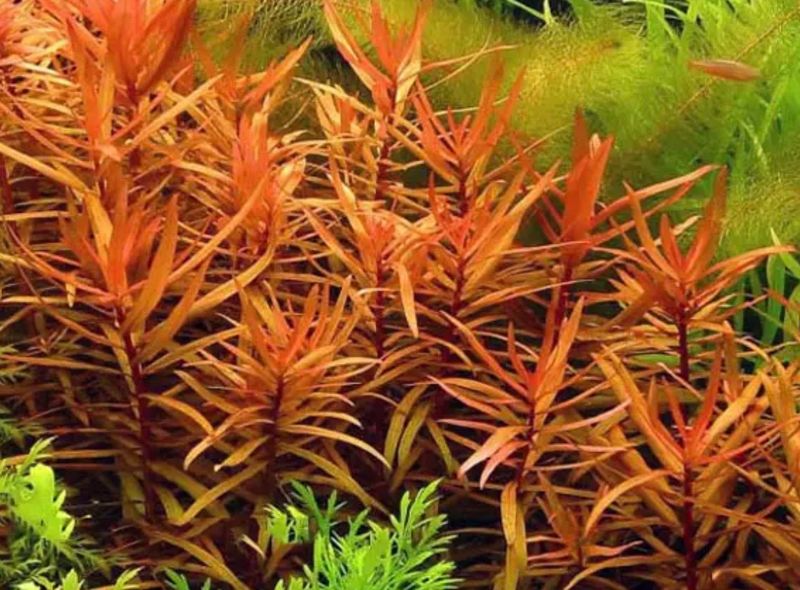 Ammania Gracilis Maceta