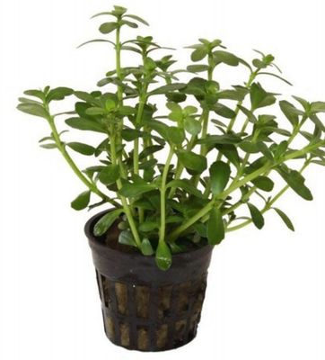 Bacopa Monnieri Maceta