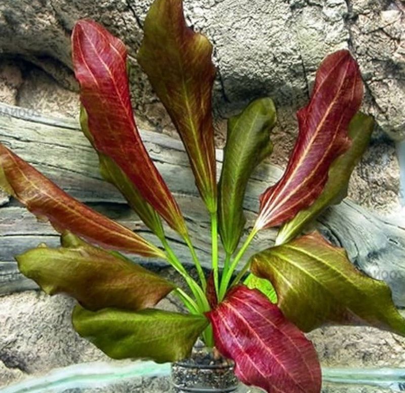 Echinodorus atlandsberg Maceta
