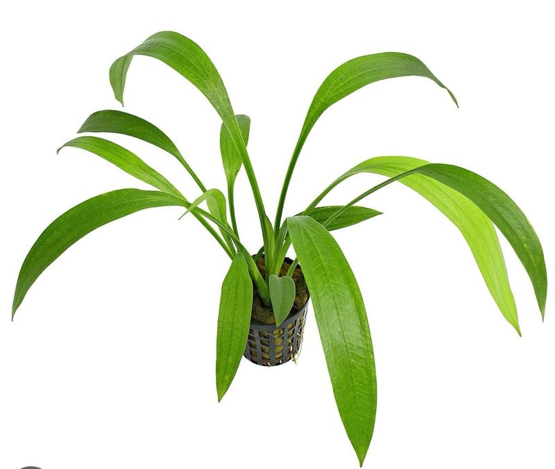 Echinodorus decumbens Maceta