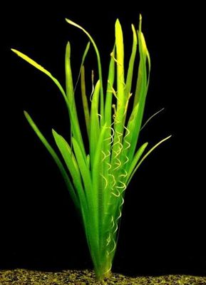Vallisneria Spiralis Torta Maceta