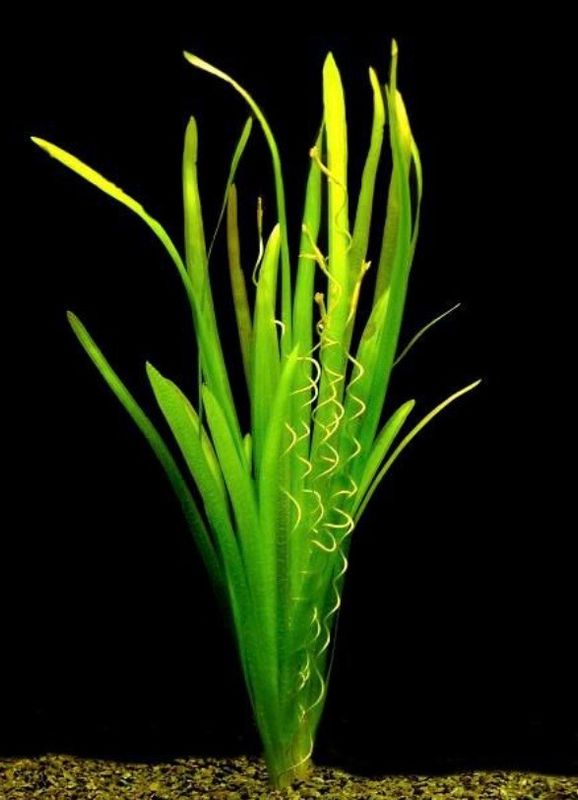 Vallisneria Spiralis Torta Maceta