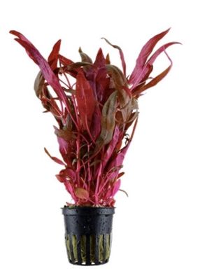 Alternanthera Reineckii Pink in vitro