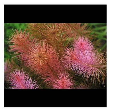 Rotala wallichii in vitro