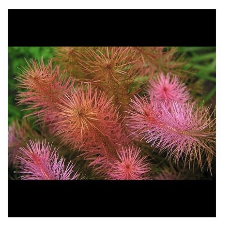 Rotala wallichii in vitro