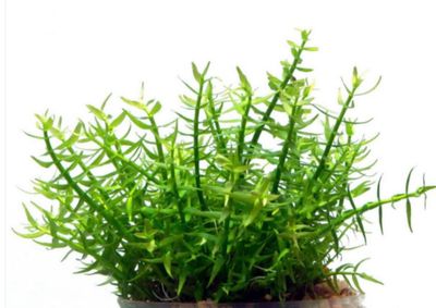 Gratiola Viscidula in vitro