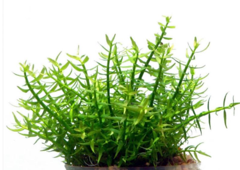 Gratiola Viscidula in vitro