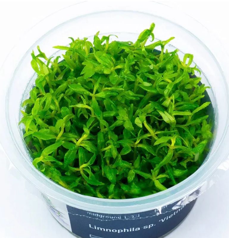 Limnophila sp Vietnam in vitro