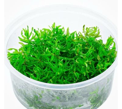 Didiplis Diandra In vitro