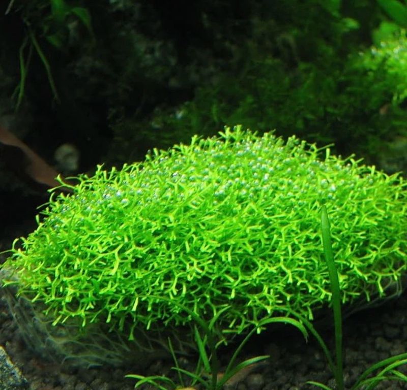 RICCIA FLUITANS IN VITRO