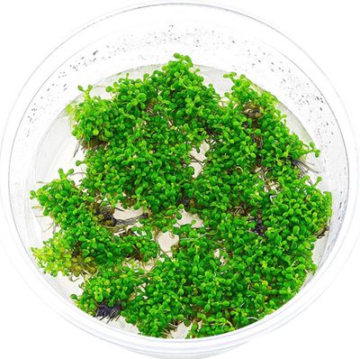 ELATINE HYDROPIPER IN VITRO