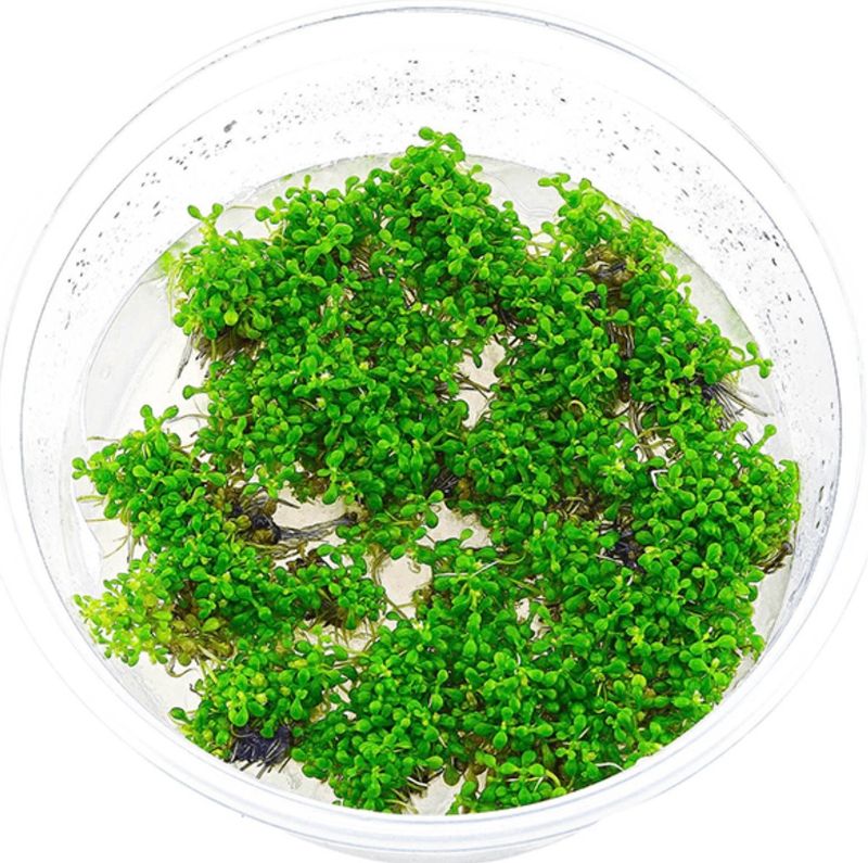 ELATINE HYDROPIPER IN VITRO