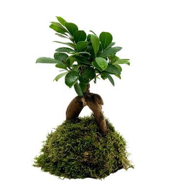 Ficus Ginsen Fig Bonsai Insula