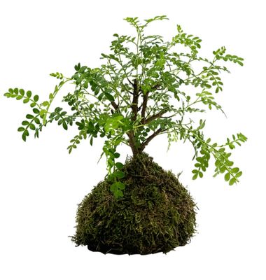 Sichuan Pepper Bonsai Insula