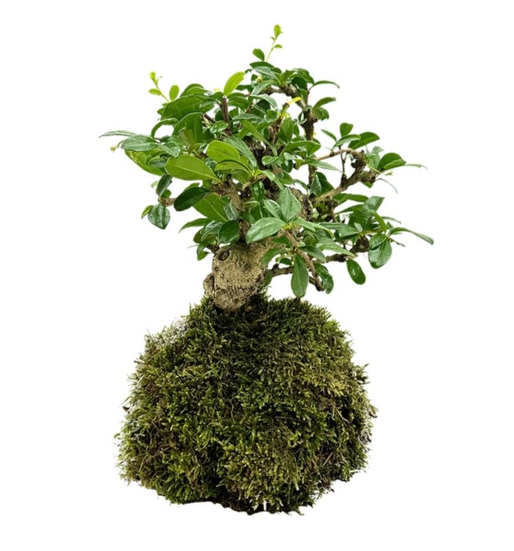 Oriental Tea Tree Bonsai Insula