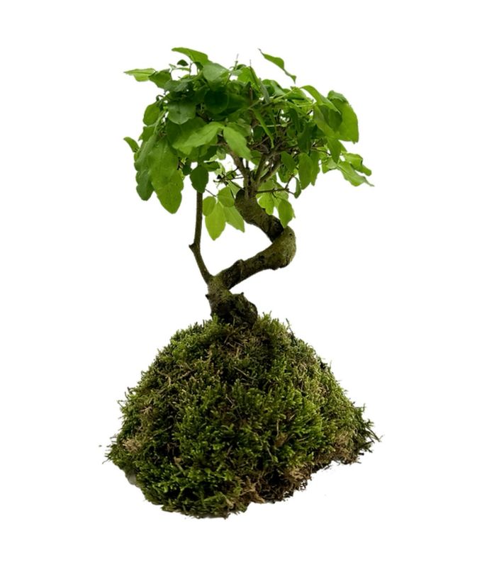 Privet Bonsai Insula