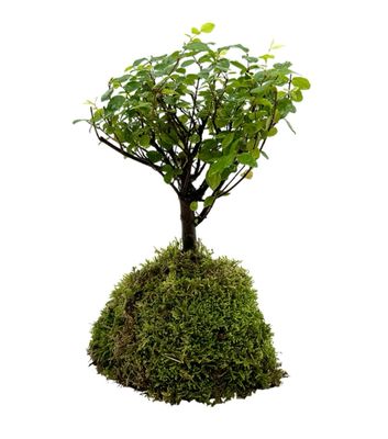 Chinese Sweet Plum Bonsai Insula