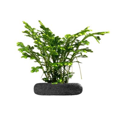 Variegated Spikemoss 'Spring'