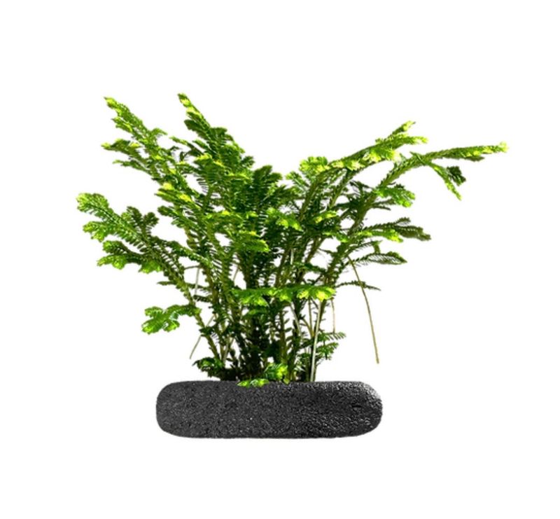 Variegated Spikemoss 'Spring'