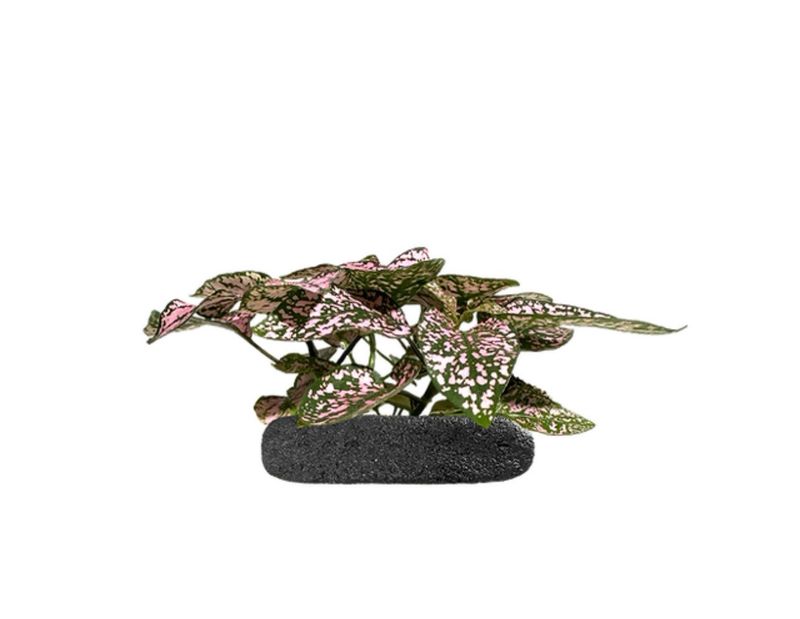 Polka Dot Plant 'Pink'