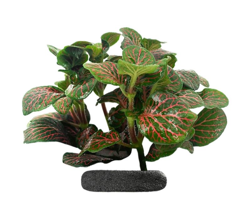 Red Anne Nerve Tropical