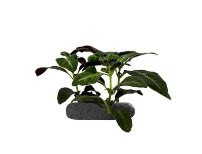 Brazilian wild petunia Tropical