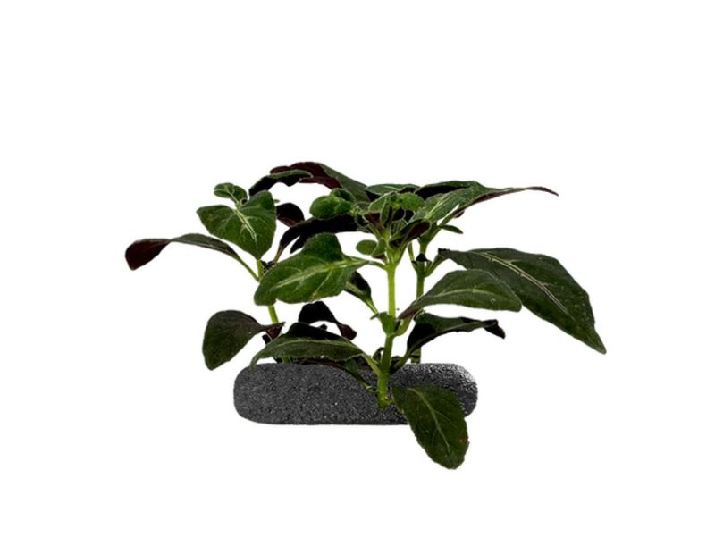 Brazilian wild petunia Tropical