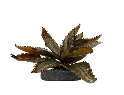 Silver Tree Tropical