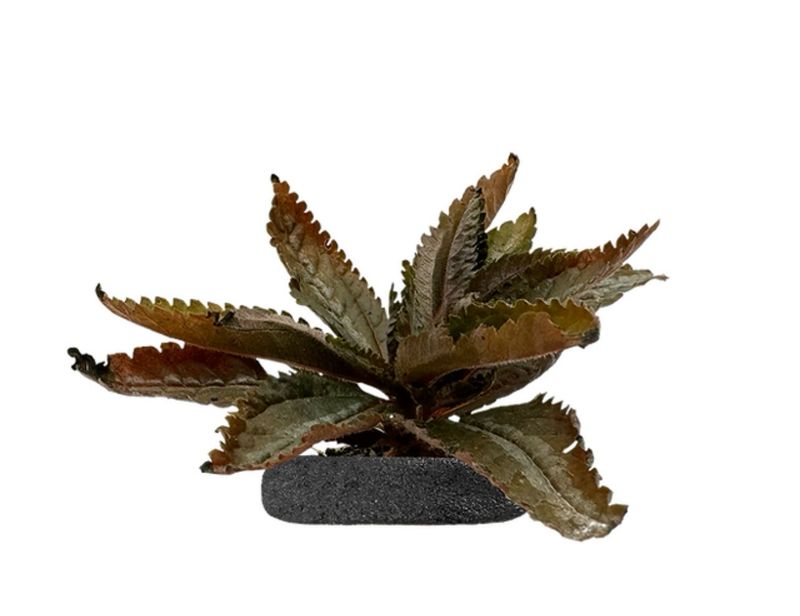 Silver Tree Tropical